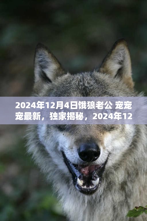 独家揭秘，饿狼老公的宠爱新风尚，宠宠宠——2024年12月4日最新更新