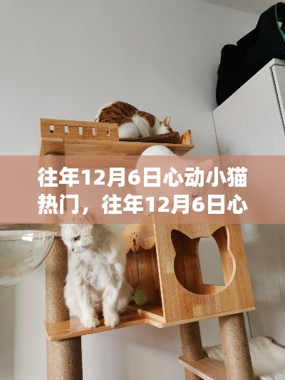 往年12月6日心动小猫成为热门话题，养猫达人养成指南！