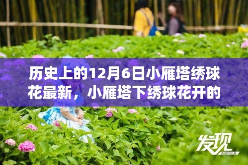 12月6日小雁塔绣球花开，温馨故事与历史印记