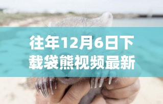 探究往年12月6日下载袋熊视频最新版的价值与争议