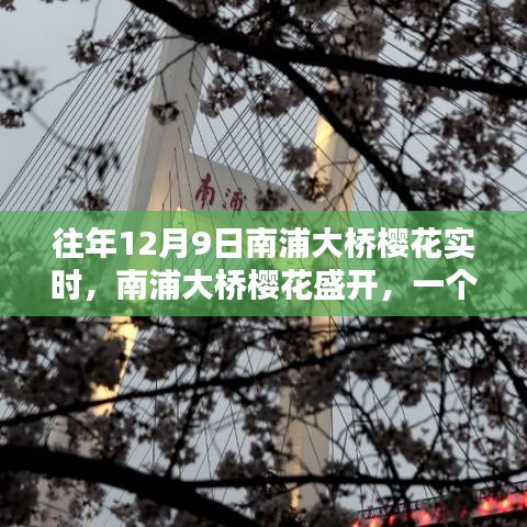 南浦大桥樱花盛开，特殊日子的记忆与影响