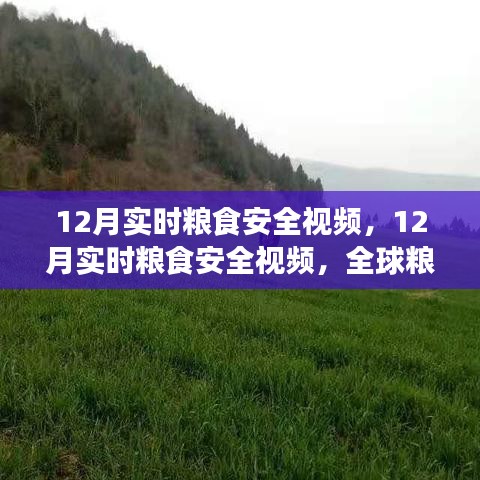 全球粮食安全深度解析，实时视频报告揭示粮食状况最新动态