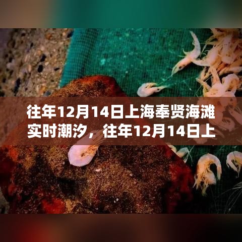 往年12月14日上海奉贤海滩潮汐揭秘，魅力体验与评测概览