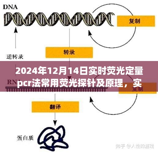 实时荧光定量PCR法中荧光探针的应用与原理探讨，以荧光定量pcr法观察日为视角（2024年12月14日）