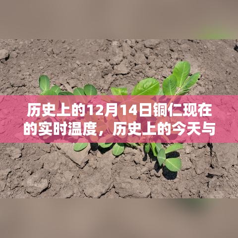 揭秘铜仁历史温度，十二月十四日实时温度回顾与探寻今日秘密