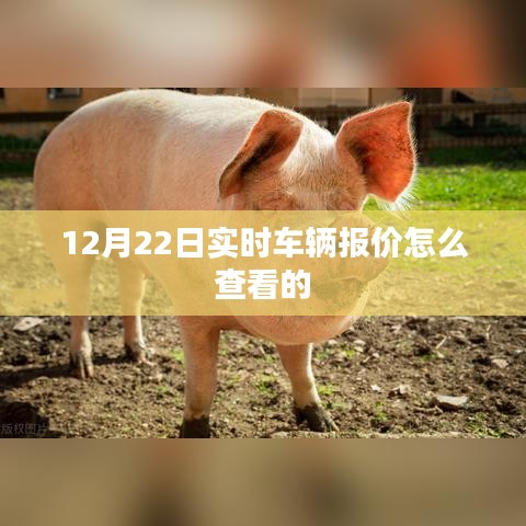 实时车辆报价查询指南，如何查看最新车辆报价