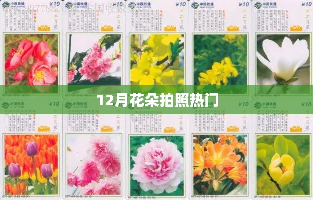 12月花朵摄影热门时刻