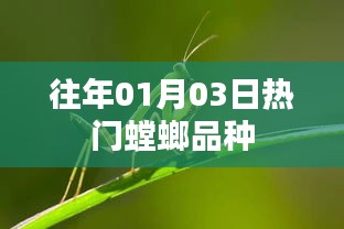 『历年热门螳螂品种盘点』