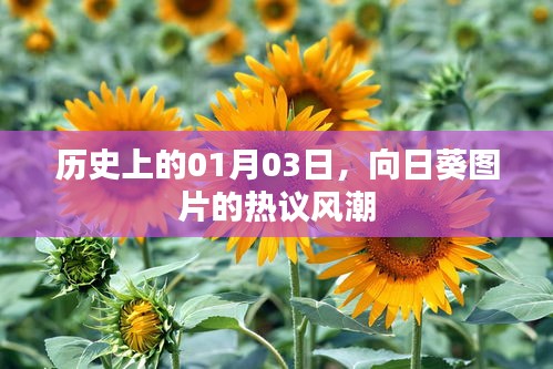 向日葵图片热议风潮，历史上的1月3日回顾