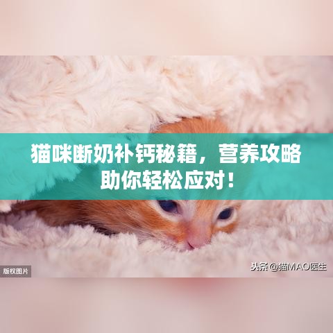 猫咪断奶补钙秘籍，营养攻略助你轻松应对！