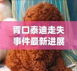 胥口泰迪走失事件最新进展，视频曝光引发广泛关注