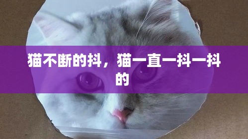 猫不断的抖，猫一直一抖一抖的 