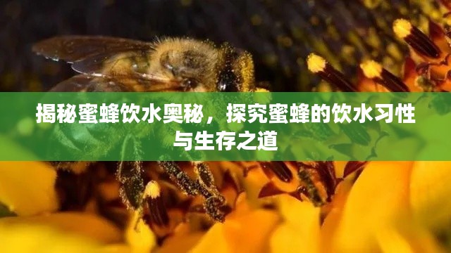 揭秘蜜蜂饮水奥秘，探究蜜蜂的饮水习性与生存之道