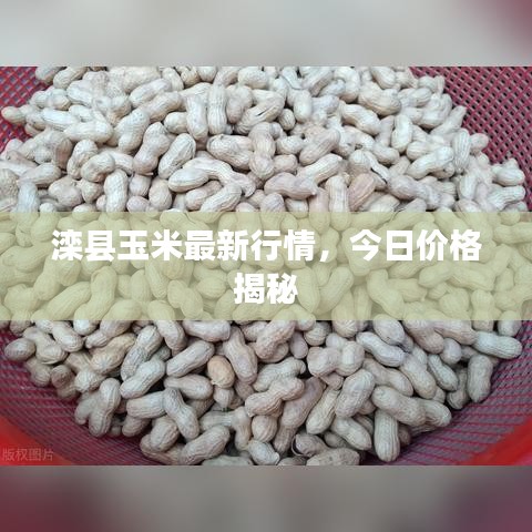 滦县玉米最新行情，今日价格揭秘