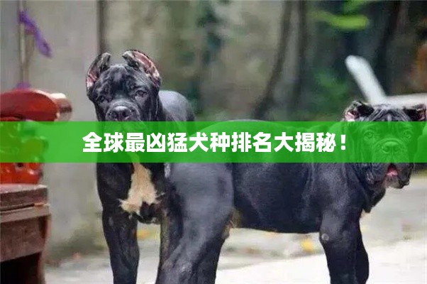 全球最凶猛犬种排名大揭秘！