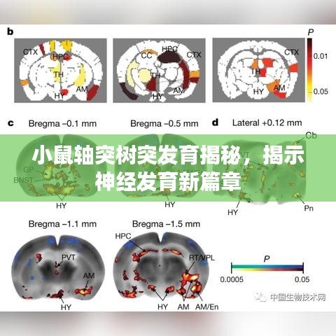 小鼠轴突树突发育揭秘，揭示神经发育新篇章