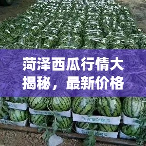 菏泽西瓜行情大揭秘，最新价格走势与市场动态