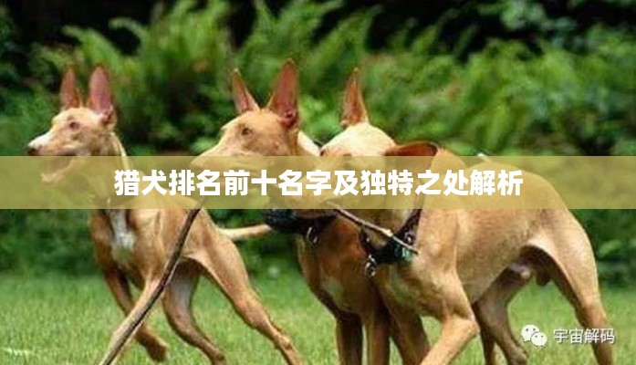 猎犬排名前十名字及独特之处解析