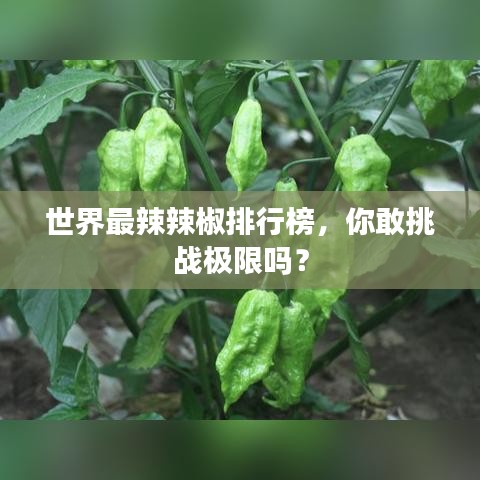 世界最辣辣椒排行榜，你敢挑战极限吗？