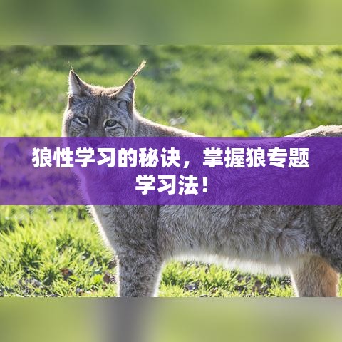 狼性学习的秘诀，掌握狼专题学习法！