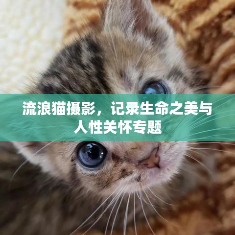 流浪猫摄影，记录生命之美与人性关怀专题