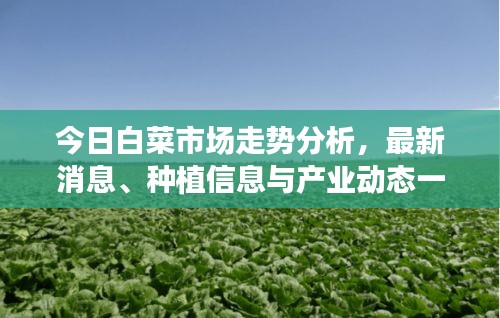 今日白菜市场走势分析，最新消息、种植信息与产业动态一网打尽