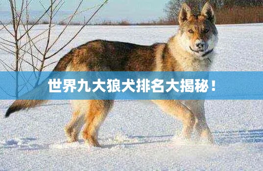 世界九大狼犬排名大揭秘！